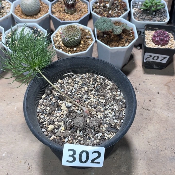 302扫把雾冰玉块根