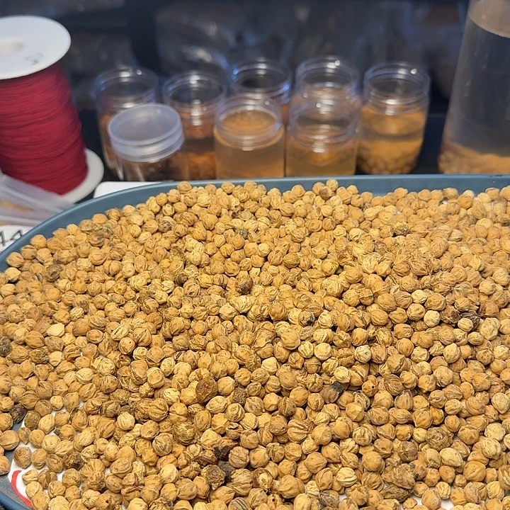 ****）柏香籽/百香籽吊坠940克CW31