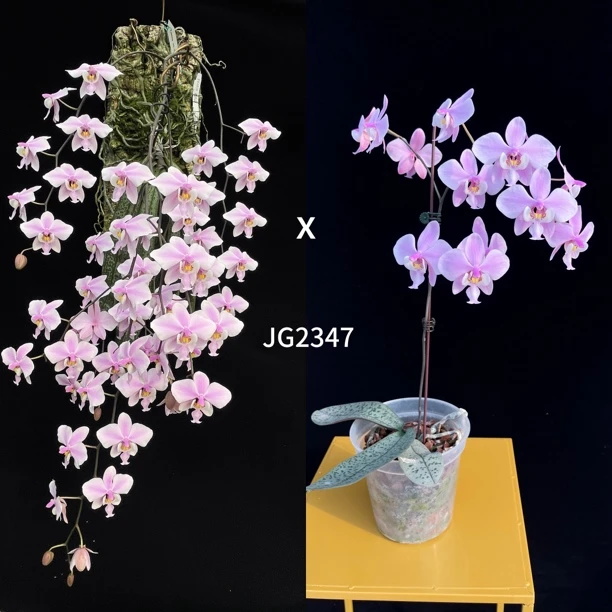 JG2347(粉镂交玉兔) 花农杰哥原生种蝴蝶兰直播用西蕾丽