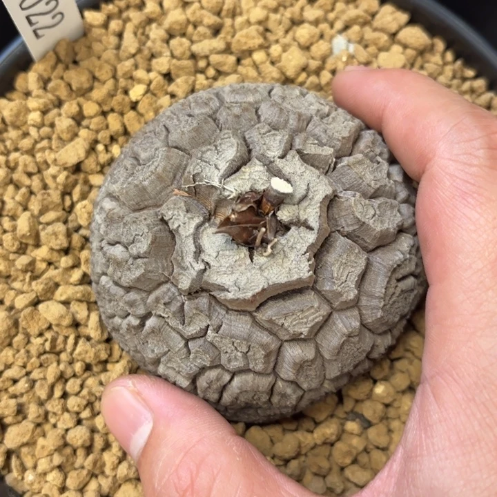 022 南非龟甲龙带盆包邮