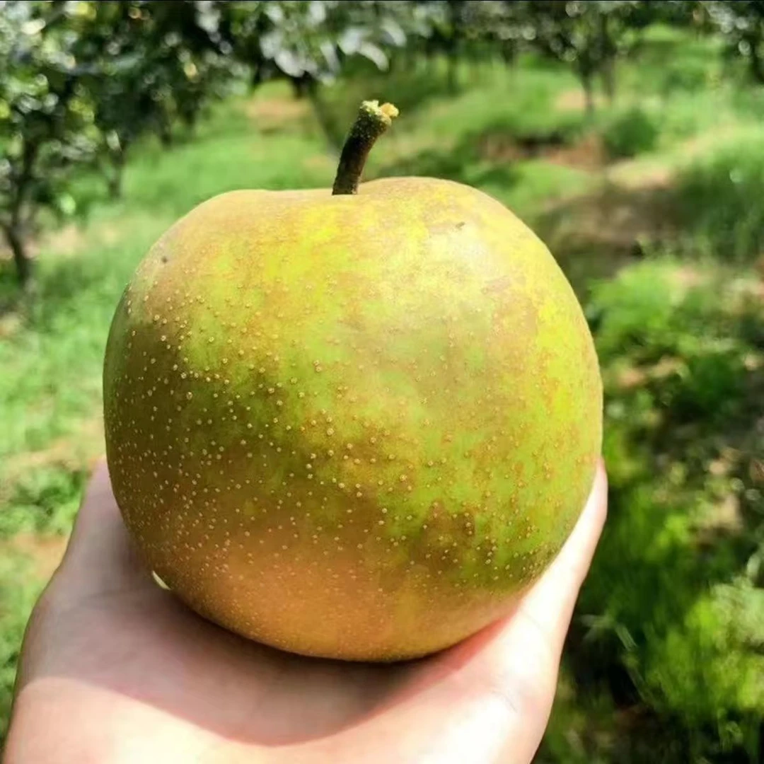苏翠2号梨，更甜，果面有果绣不好看但果肉超细嫩化渣，核小