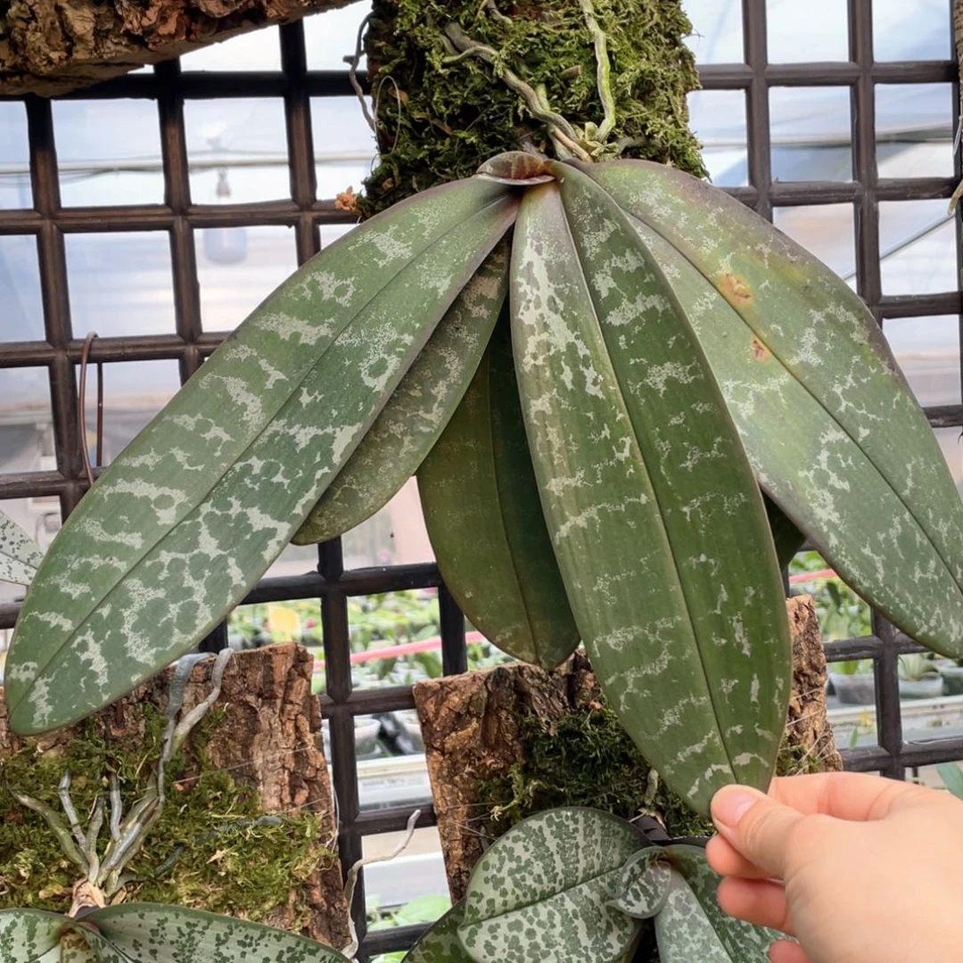 当前无花栽培后可以开花（山採西）板，叶损