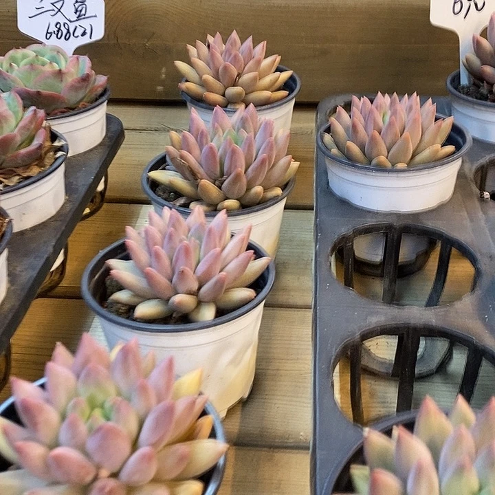 红蜻蜓福利多多啊