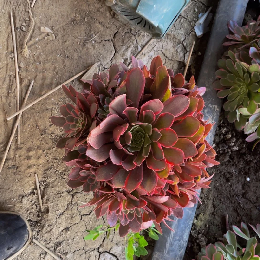 桃妖法师朵朵93号