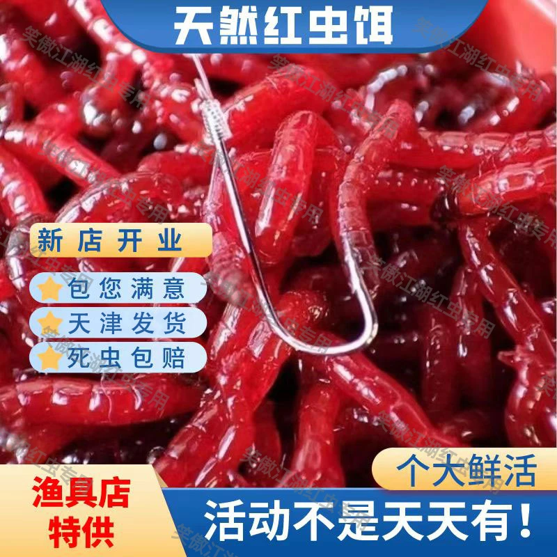 【51节福利中】大公虫鲜活特大红虫蚯蚓鲫鱼饵料鱼饵钓鱼野钓活饵