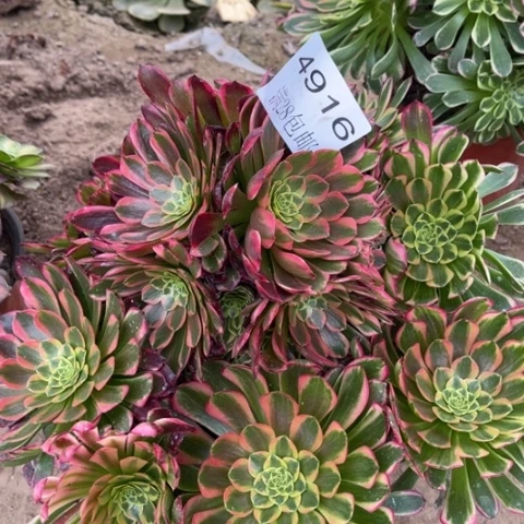 朝霞多肉的4916dr多肉