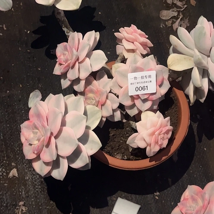 往***生紫乐锦大群一物一拍专场