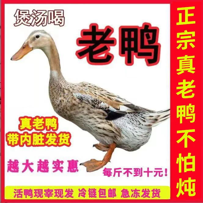 【4年老麻鸭】农家散养老麻鸭一只净重5-6斤冷链顺丰包邮