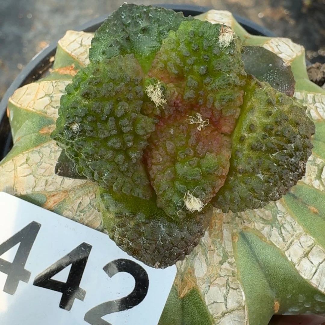 【闪购商品】抖****哈大尤哥斯拉442