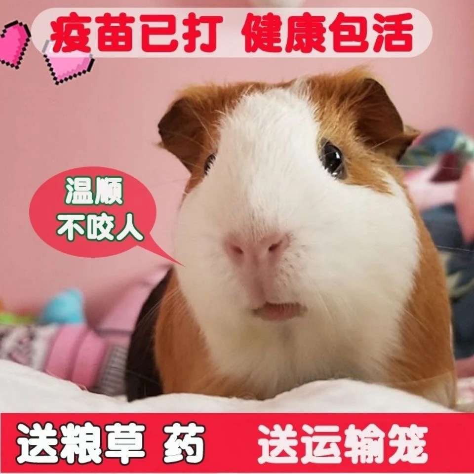 成年荷兰猪活体大豚鼠活物荷兰鼠彩豚可繁殖活家养宠物宠物