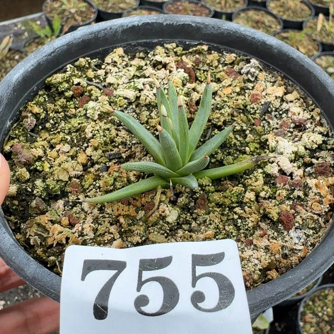 棉花糖龙舌兰一物一拍多肉