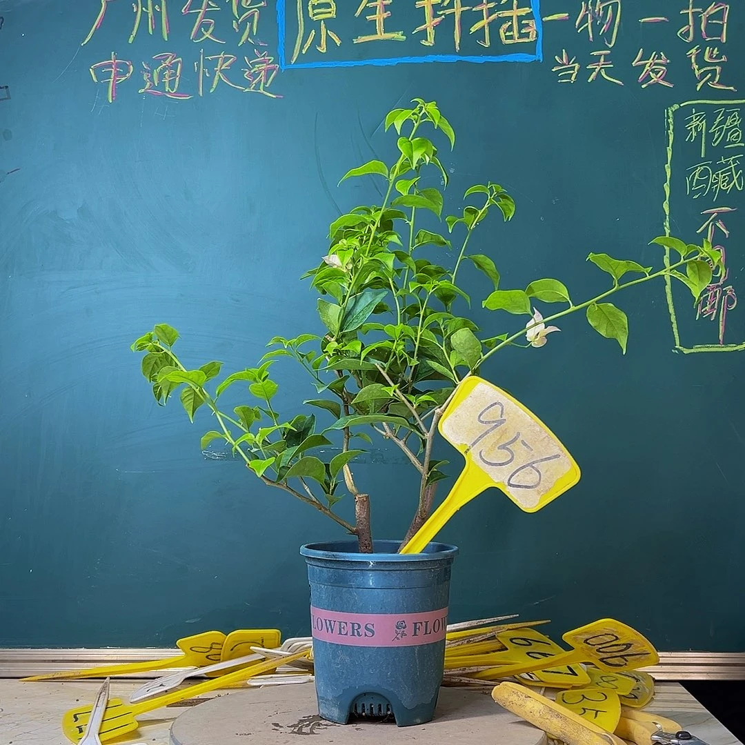 当前无花栽培后可以开花巴西紫 956