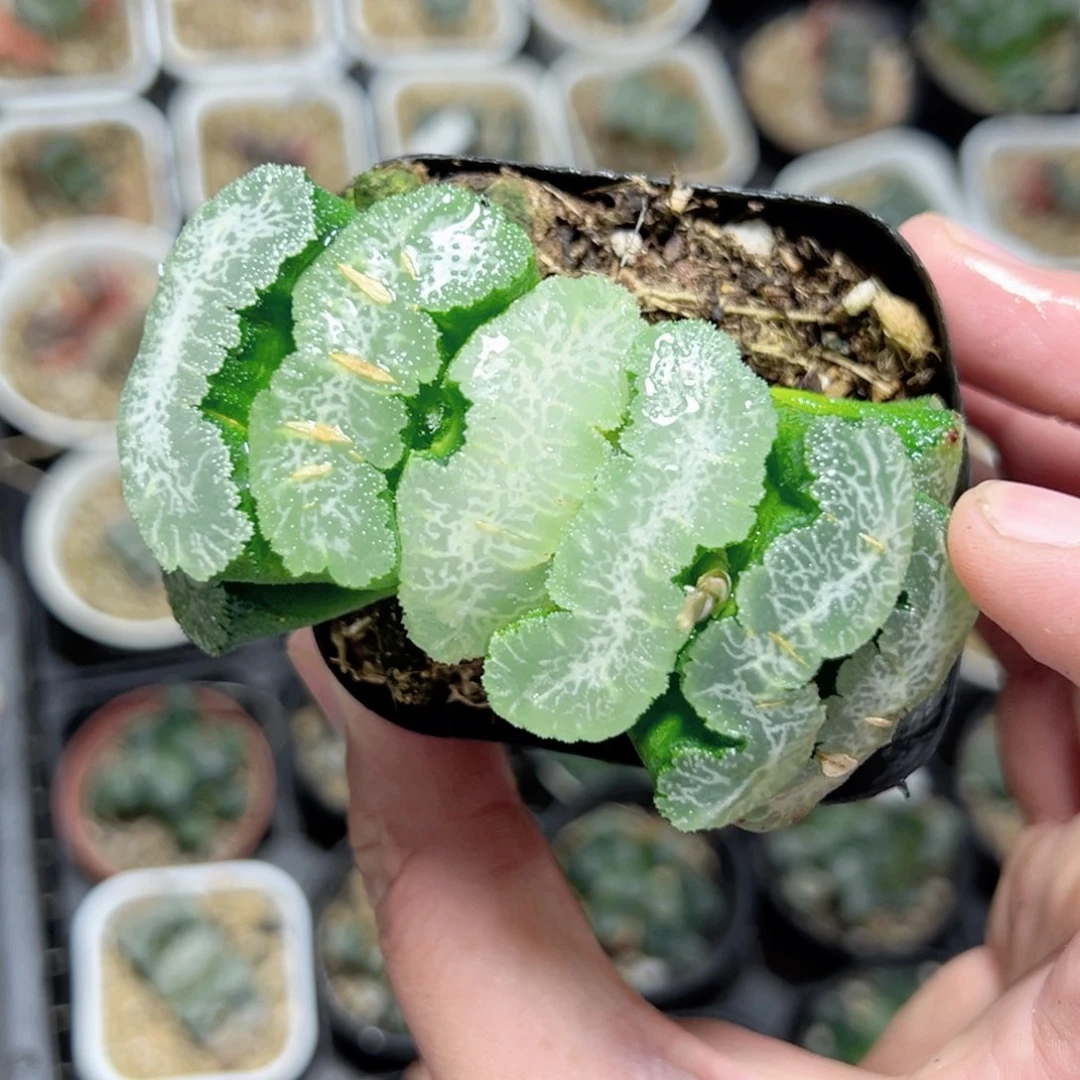 大*胖3319多肉植物一颗