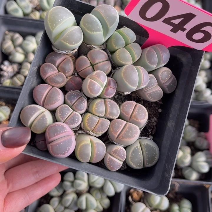 046号88888888888888