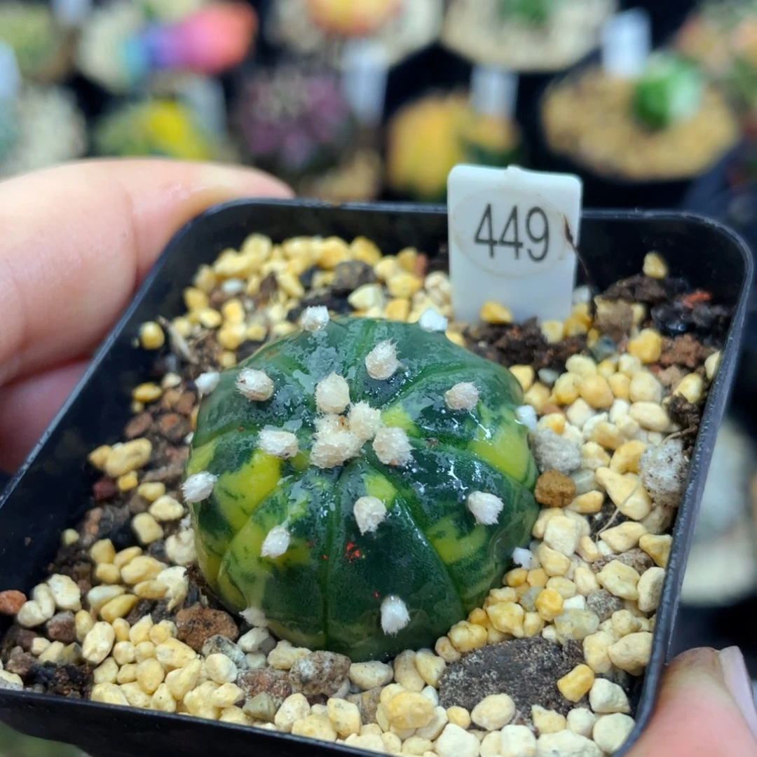 盆5公分满25包邮裸根发货