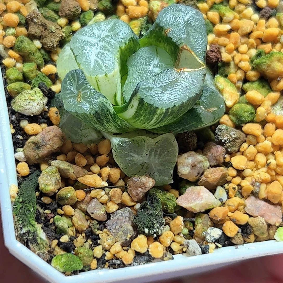 星***影花菱锦十二卷多肉植物