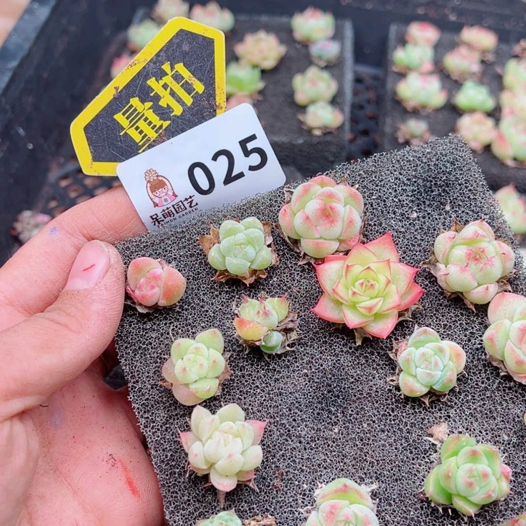 多肉植物多肉植物