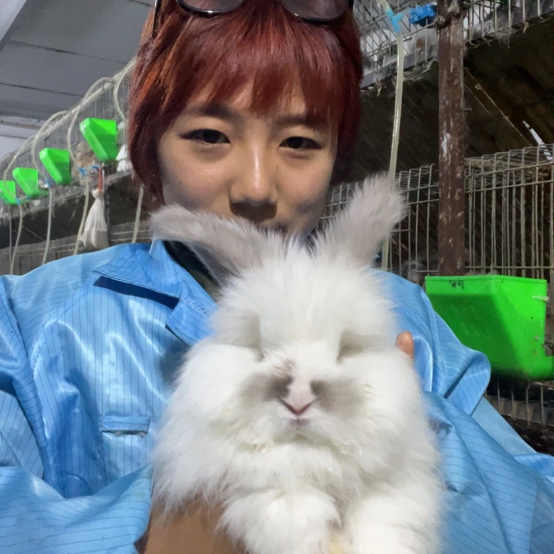英系安哥拉宠物兔子