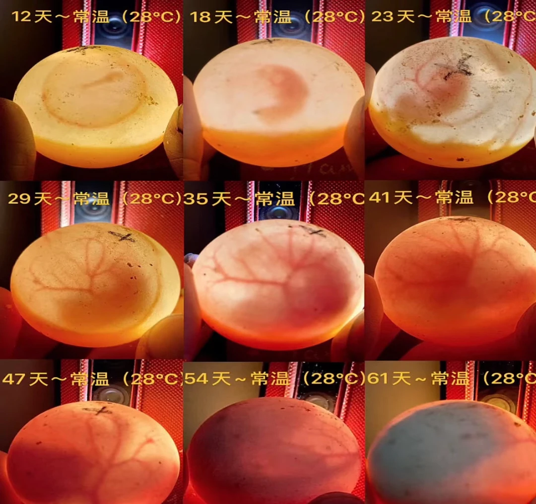 补顺丰运费专用拍发链接