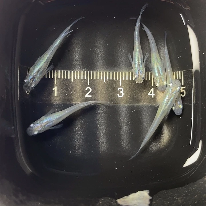 青鳉鱼水滴6条18号，满10包邮，可叠单