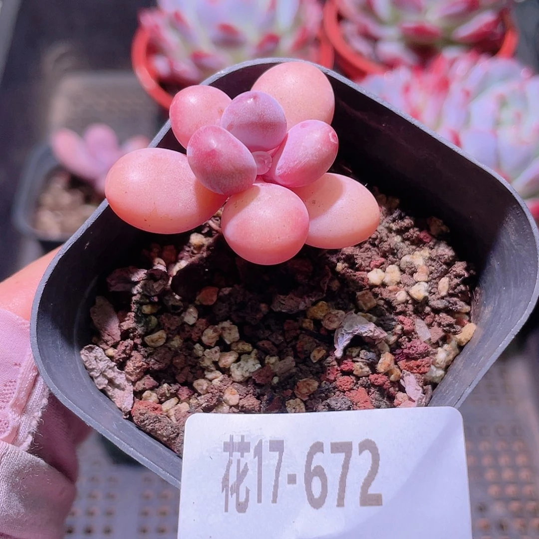 花利美17-672桃蛋