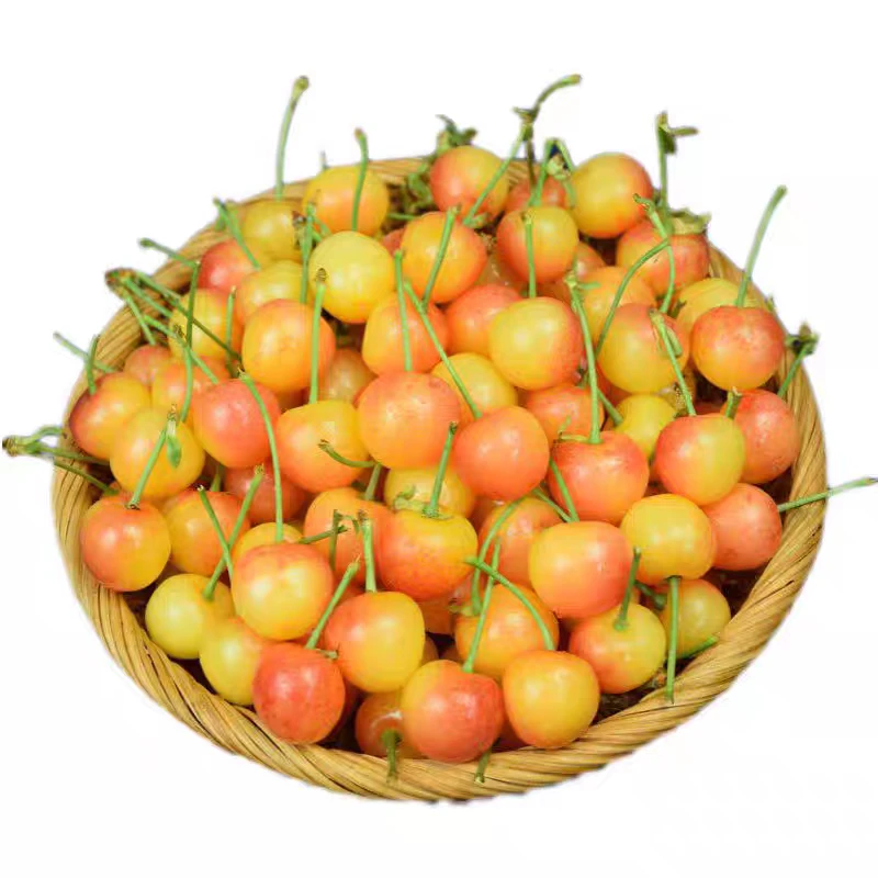 大连樱桃，美国红送人送礼，单果10克以上顺丰空运，包邮到家