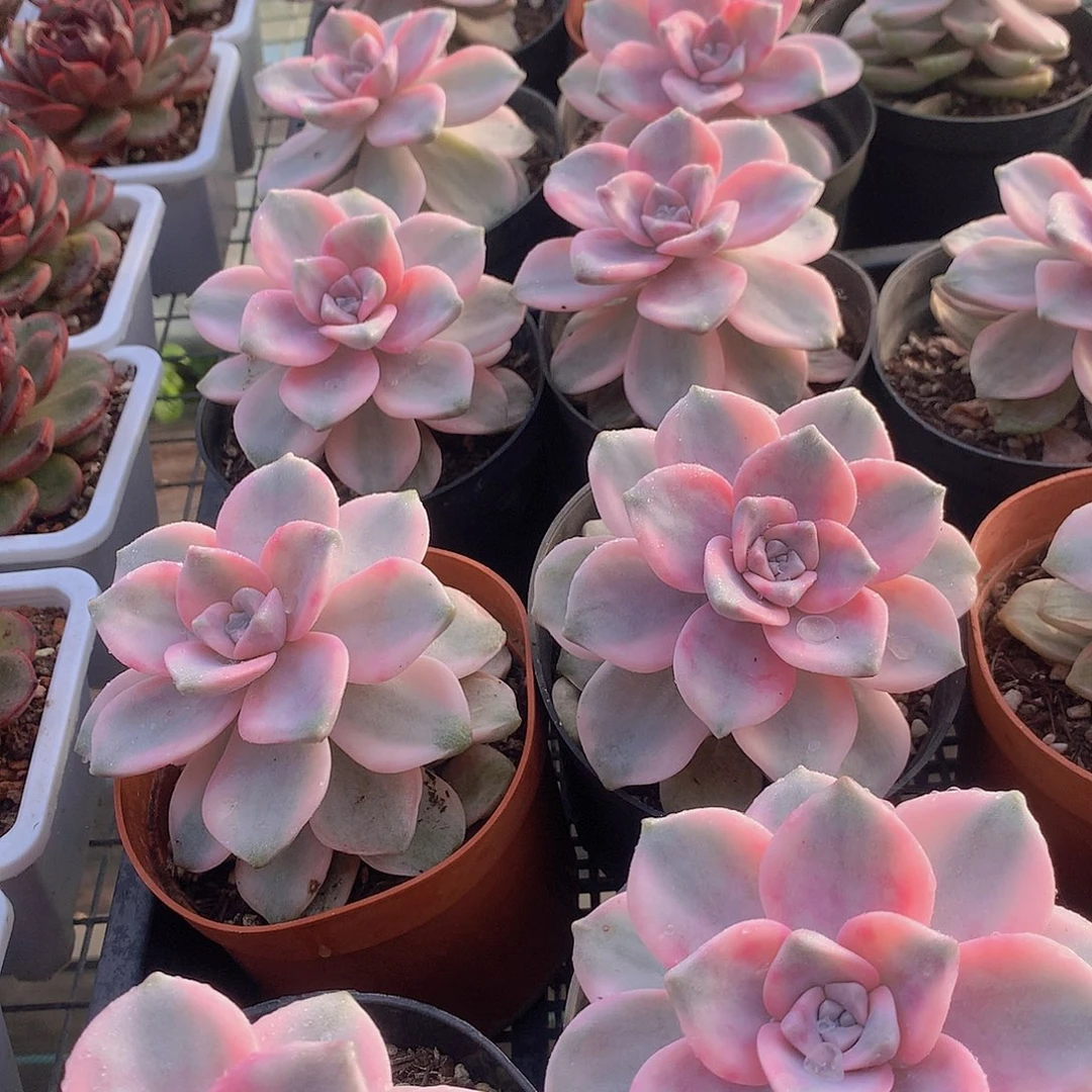 紫乐锦2456678899900000