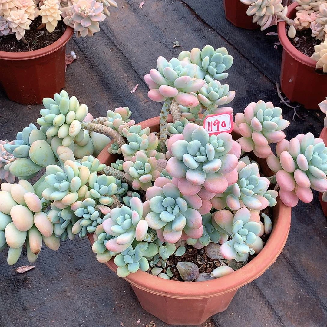 香水洛神1190晓晓一物一拍