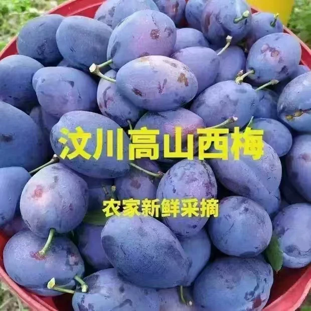 汶川新鲜应季现摘蓝蜜西梅饱满多汁酸甜可口孕妇水果