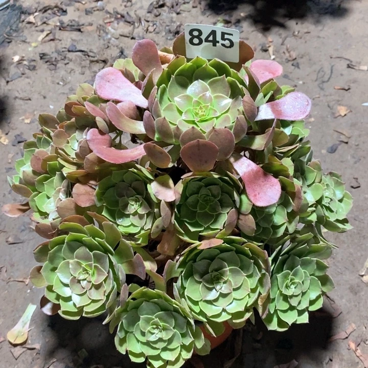 法师一物一拍845