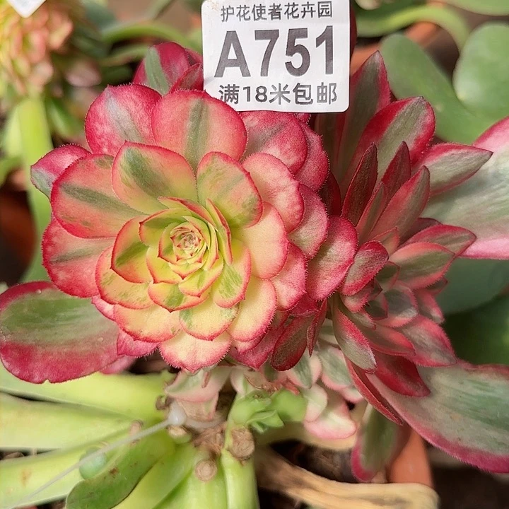 多肉法师淘宝福利