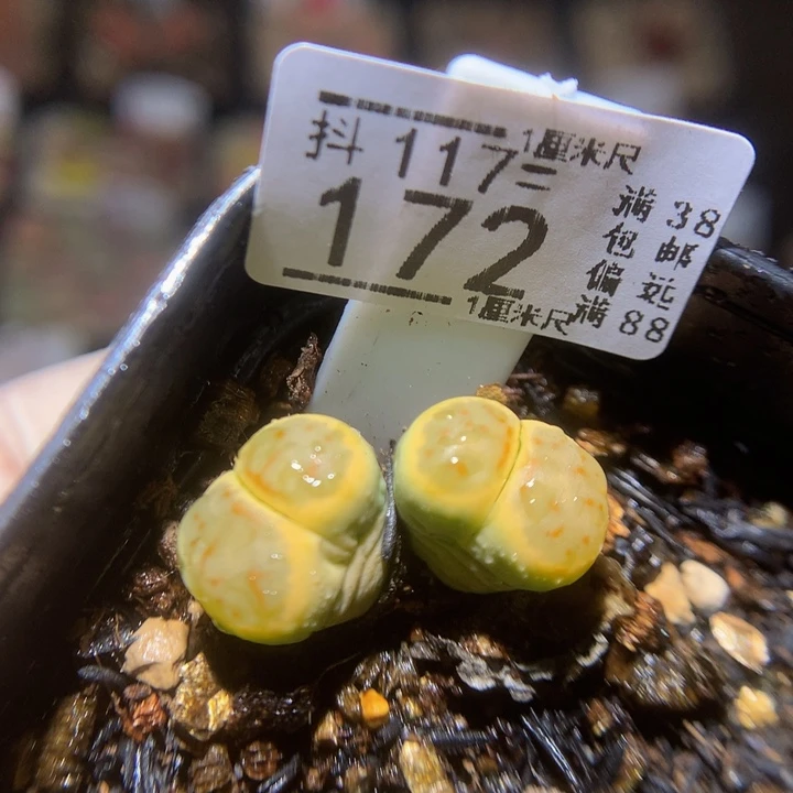 精品生石花117.172