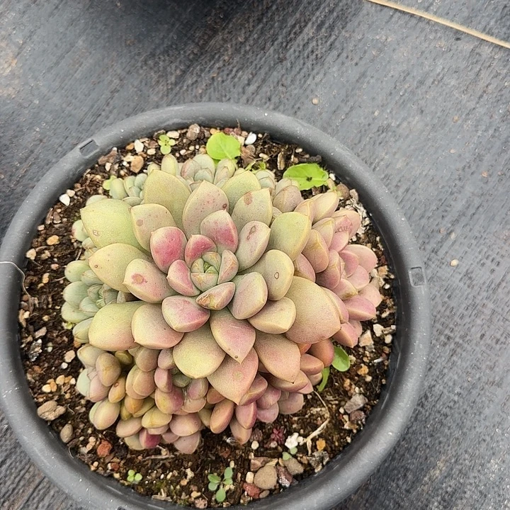 多肉植物一物一拍葡萄002