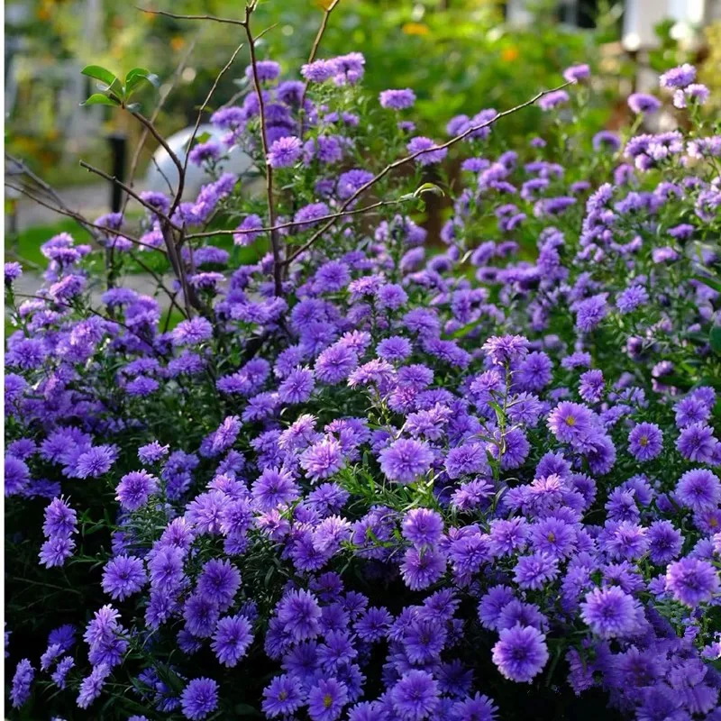 紫菀耐热耐寒庭院多年生植物