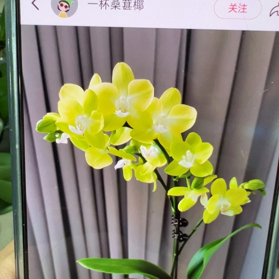 当前无花栽培后可以开花多剑柠星，凑单