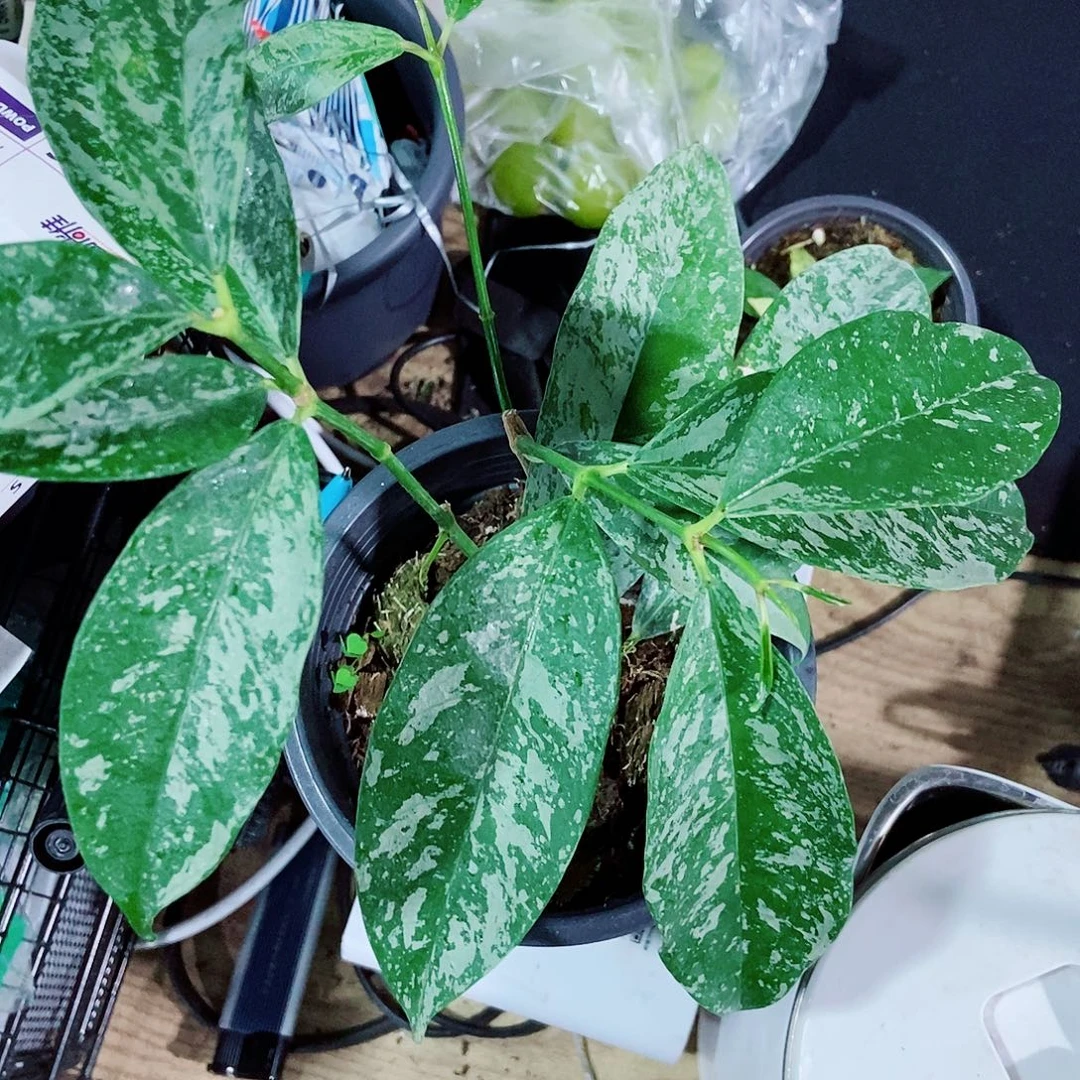 ****虎完全开放高斑康鹏娜一物一拍