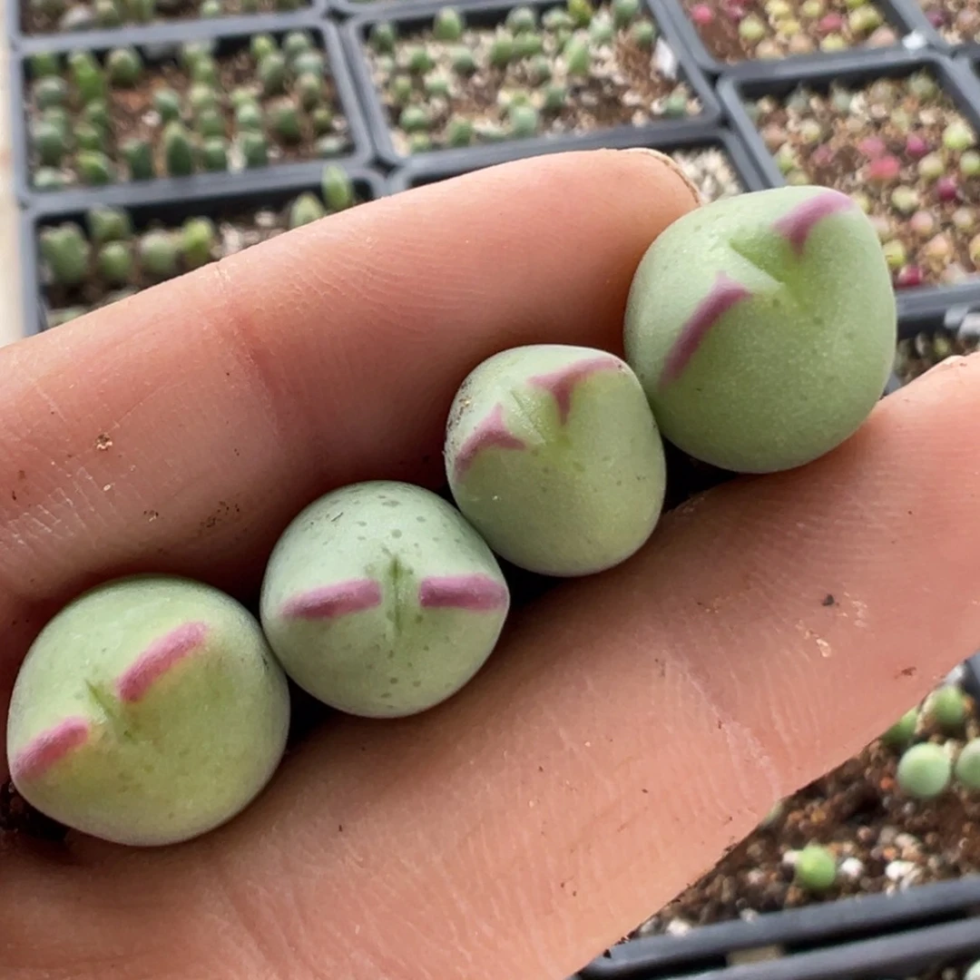 碎**?66多肉植物百科知识