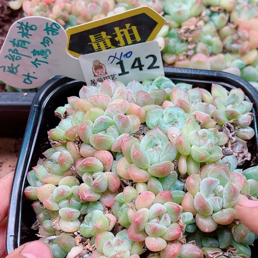 多肉植物多肉植物