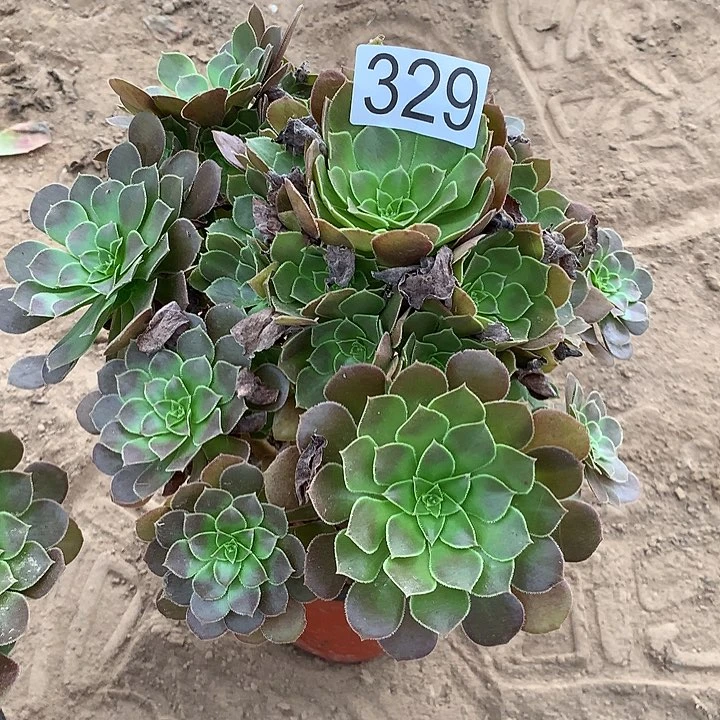 无花朵329荷兰玫瑰多肉