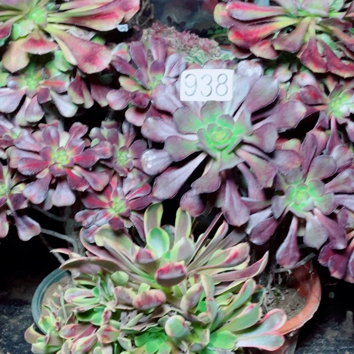 多肉植物组合938