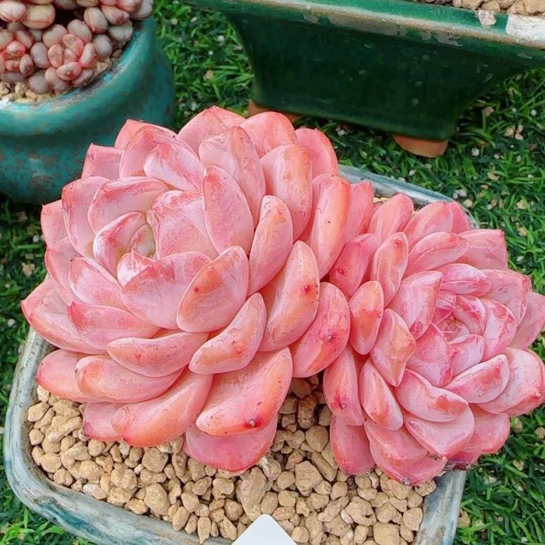 母本冰魄，6754多肉植物