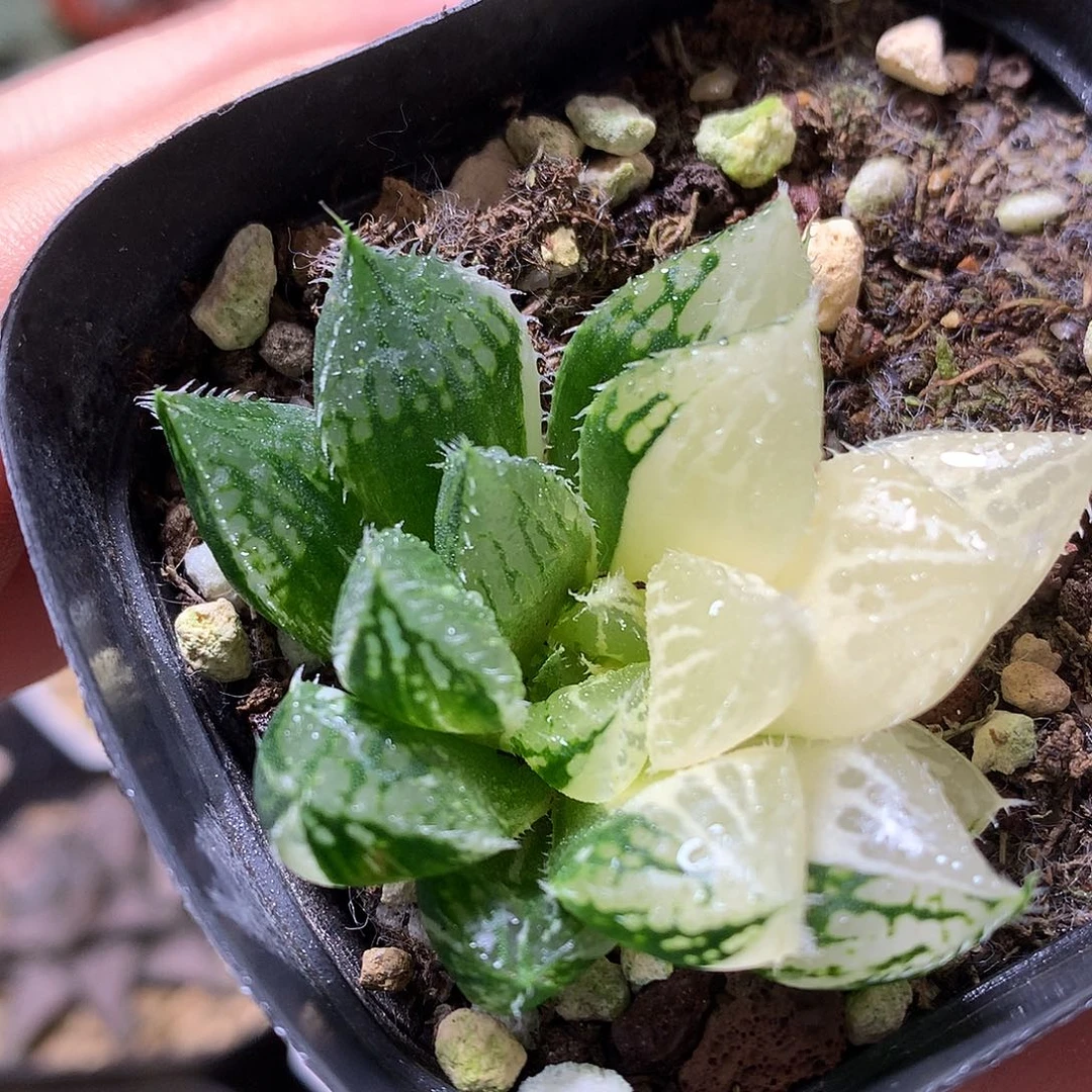 宝莲灯玉露锦带盆土发货