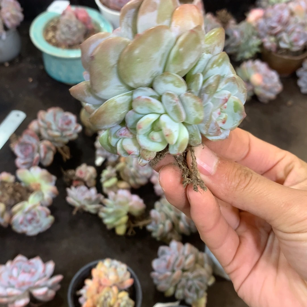 花花花花花花花花