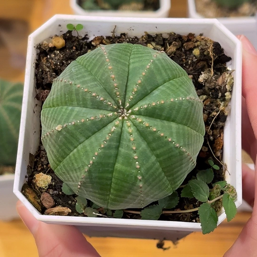 优选布纹球，4.9公分福利