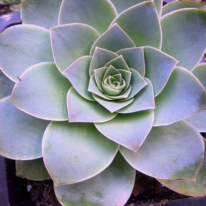 单头10厘米紫色系1443434653