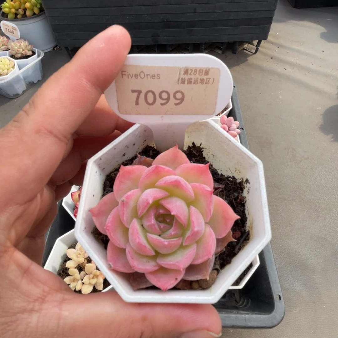 7099 侧影4.5厘米