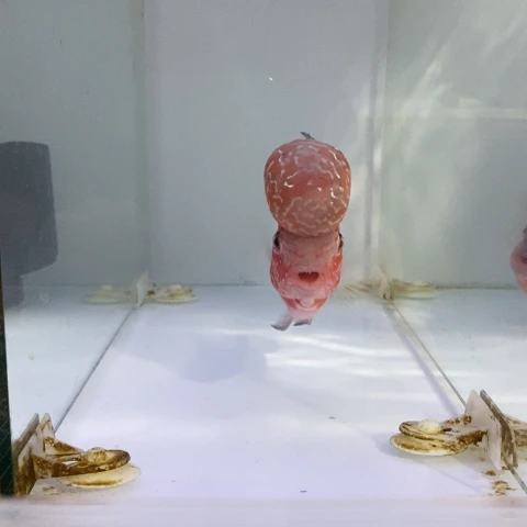 罗汉鱼鸿运罗汉一条111