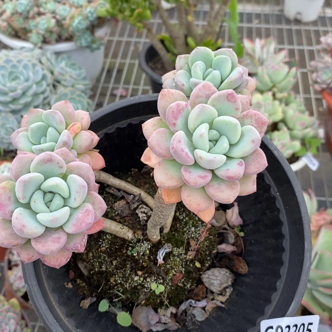2205花斑露一物一拍
