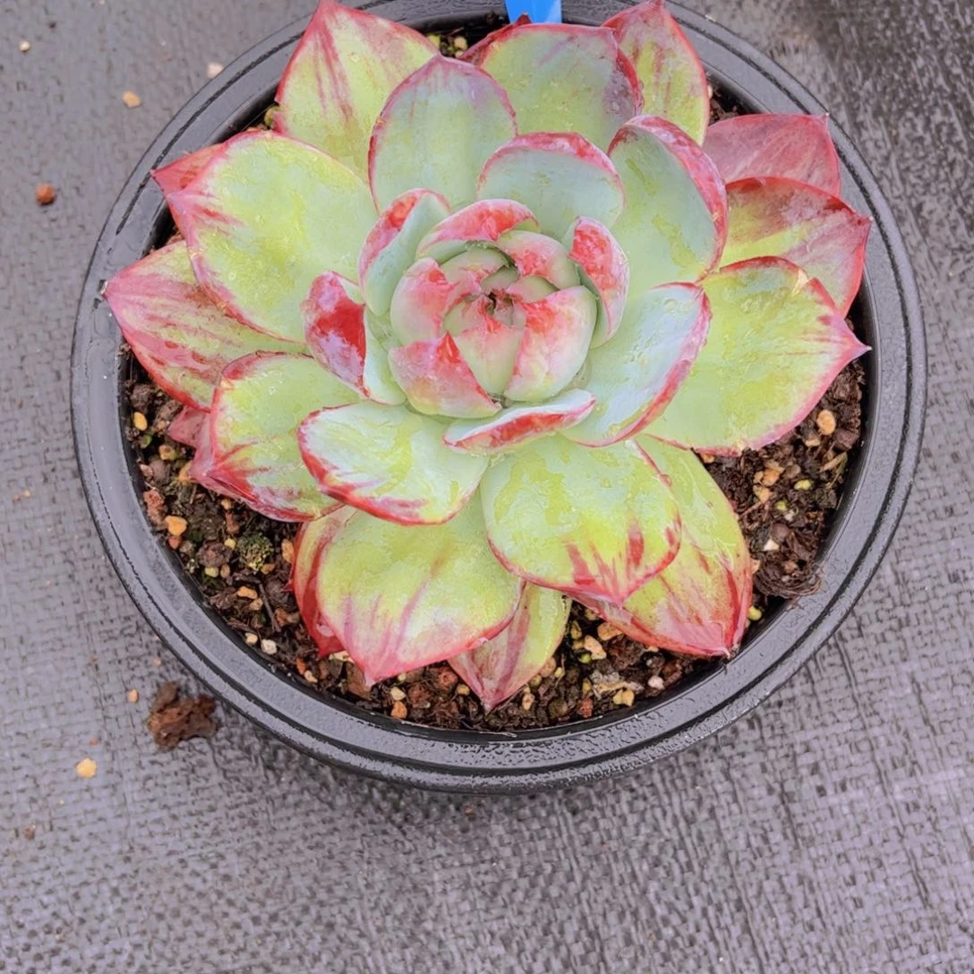 王***一惊鸿仙子Ａ516一颗一物一拍