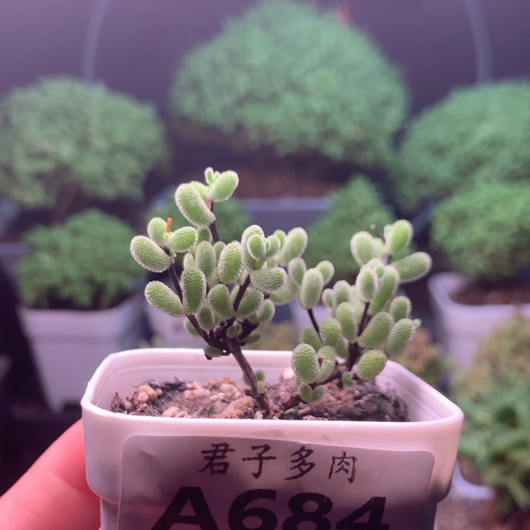 684翡翠。